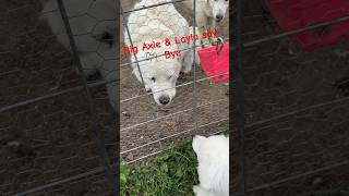 Layla our Great Pyrenees Mommy says goodbye with a wink to her youngest puppy puppy adopted puppy [upl. by Lovich634]