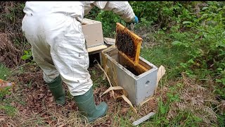 POR FIN TENEMOS ABEJAS🐝 INSTALACIÓN DE LA NUEVA COLMENA Y CERVEZA PARA LOS CARACOLES 🐌🐌 [upl. by Hedwiga]