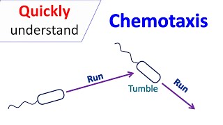 Chemotaxis [upl. by Klenk]