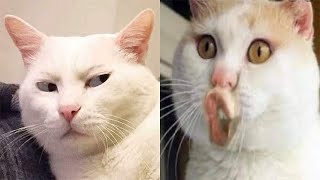 Funniest Animals Complication🥰 New Funny Cat Videos😸😸 49 [upl. by Hollander974]