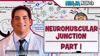 Musculoskeletal System  Neuromuscular Junction  Neuromuscular Transmission Part 1 [upl. by Sherborne]