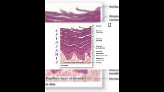 The Integumentary System anatomy generalanatomy anatomyphysiology medico class trending skin [upl. by Siugram857]