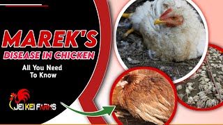 Mareks Disease Of ChickensSymptoms Prevention And Treatment Paralysis [upl. by Blayne]