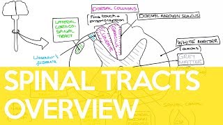 Overview of the Spinal Tracts  Sarah Clifford Illustration Tutorial [upl. by Eelrak]