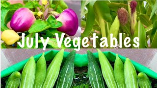 Best Vegetable Seeds To Grow In Month Of July  July Vegetables [upl. by Rusty]