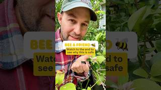 Carpenter Bees safe to handle pollinators shorts gardening fruittrees bees garden bee [upl. by Layap]