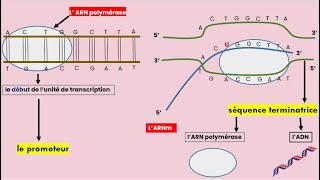 La Transcription de lADN en ARNm [upl. by See]