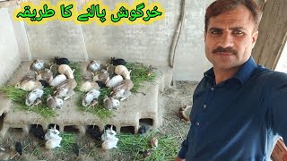 kamyab rabbit farming in colony system  Ghar ki Chat pe Khargosh Rkhne Ka Trika [upl. by Katharina]