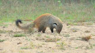 Mongoose The Story Of An Unlikely Predator [upl. by Leelahk]