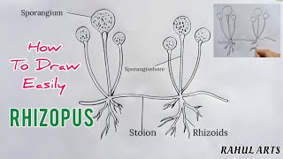 How to draw Rhizopus  labelled diagram of rhizopus [upl. by Llyrehc]