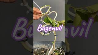 Making Bonsai Trees From Bugenvil [upl. by Schroer]