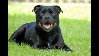 Staffordshire bull terrier zwany staffikiem i psemniańką – poznaj rasę [upl. by Hitchcock]