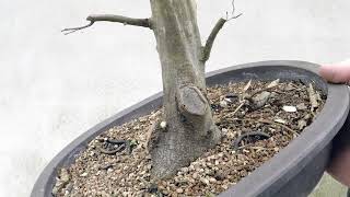 Repotting a Hornbeam Spring 2018 [upl. by Elime]