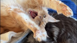 🔊 Maine Coon Cat Sounds Female 🖤 vs Male 🧡 Chirps Meows Mrrps Purrs [upl. by Kcorb]