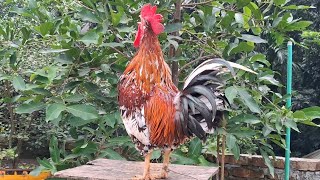 rooster crowing [upl. by Soraya]