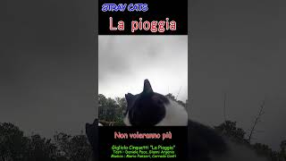 La Pioggia straycats TamaWorld [upl. by Einaej40]