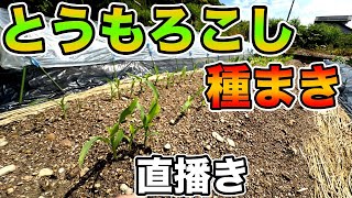 トウモロコシの種まき！！撒く時期とコツなんかを詳しく解説！！〜サラリーマンでも出来る家庭菜園シリーズ〜 [upl. by Ilram877]