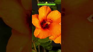 Hibisco Naranja 🐸 hibisco flores jardinería timelapse herbelgarden [upl. by Thomasa]