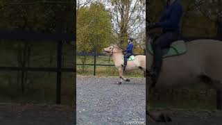 Fjord horse Farenheit showjumping training [upl. by Akiem]