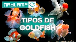 TIPOS DE GOLDFISH  Todas las variedades que existen [upl. by Emirac]