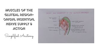 MUSCLES OF THE GLUTEAL REGION ORIGIN INSERTION NERVE SUPPLY amp ACTION  ANATOMY  SIMPLIFIED ✔ [upl. by Amado723]