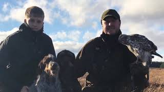 Goshawk Oleg 2018  Hunting in Scotland  Part 1 [upl. by Cayser721]