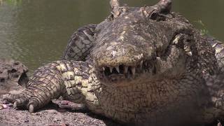 Conservation of Cuban Crocodiles  WCS [upl. by Epul]