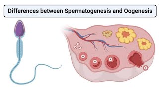 what is difference between spermatogenesis and oogenesis explain 💯 [upl. by Enairda]