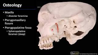 Pterygopalatine Fossa and Palate  Osteology [upl. by Atikahs]