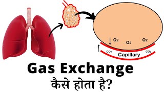 Gaseous exchange  Internal and External Respiration  Respiratory System  Hindi [upl. by Martinsen]