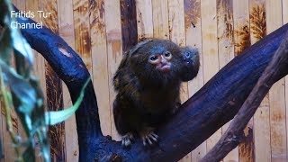 Baby Pygmy Marmoset Monkeys [upl. by Folly]