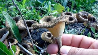 LENTINUS CRINITUS [upl. by Aisat]