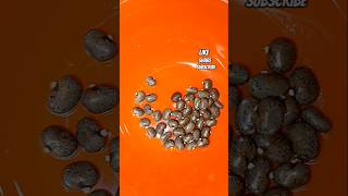 SHANKAM PUSHPAM SEEDS COLLECTION smvrl [upl. by Deys668]