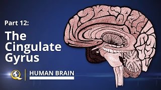 Cingulate Gyrus  Human Brain Series  Part 12 [upl. by Jonina]