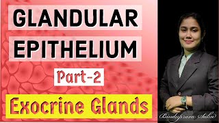 Glandular EpitheliumExocrine GlandsLocation Structure Secretion and FunctionSNEBS BIOLOGY [upl. by Roux]