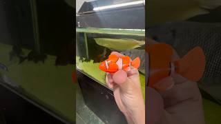 Peixe robô vs Peixe carnívoro peixe peixes pesca aquario fish fishtank [upl. by Eelrahs]