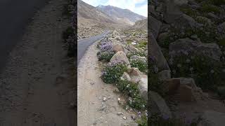 Leh Pangong Lake Road [upl. by Valina]