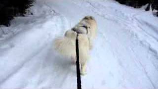 Snørekjøring med samojed  skijoring with a samoyed dog [upl. by Tabber]