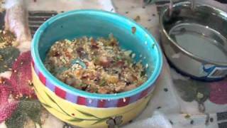 ENGLISH BUDGIES PARAKEETS QUAKER PARROTS EATING NEW RECIPE [upl. by Pembroke]