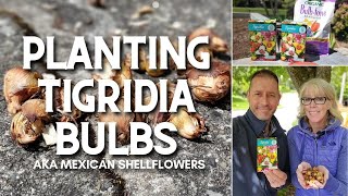 🌿 Planting Tigridia Bulbs  Mexican Shellflower 🌿 [upl. by Folly]