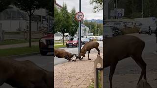 ZAKOPANE JELENIE NA ULICY 🦉 [upl. by Absa]