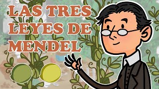 LAS TRES LEYES DE MENDEL en castellano  Aida Zurine [upl. by Pavlish]