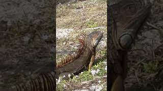 5 Feet Long Iguanas shortvideo [upl. by Monie]