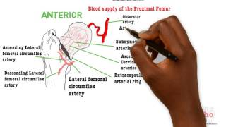 Basic Sciences  Blood Supply of the Femoral head [upl. by Rehm234]