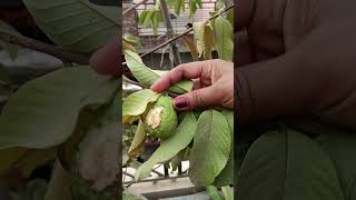 Harvesting 😍☘️ organicvegetables ytshorts explore gardeningplants viralshorts [upl. by Ahseral]