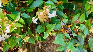 【昆虫】アベリアの蜜を飲むホウジャク [upl. by Niahs728]