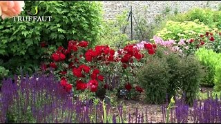 Comment planter un rosier en pleine terre au jardin   Truffaut [upl. by Meehahs626]