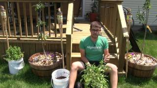 87 Year Old Tomato Update  Repotting  Propagating  QampA [upl. by Janela]