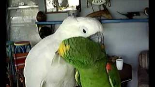 Umbrella Cockatoo and Panama Amazon [upl. by Htiel2]