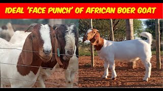 Ideal face punch of african boer goat  goat farming [upl. by Annahs]